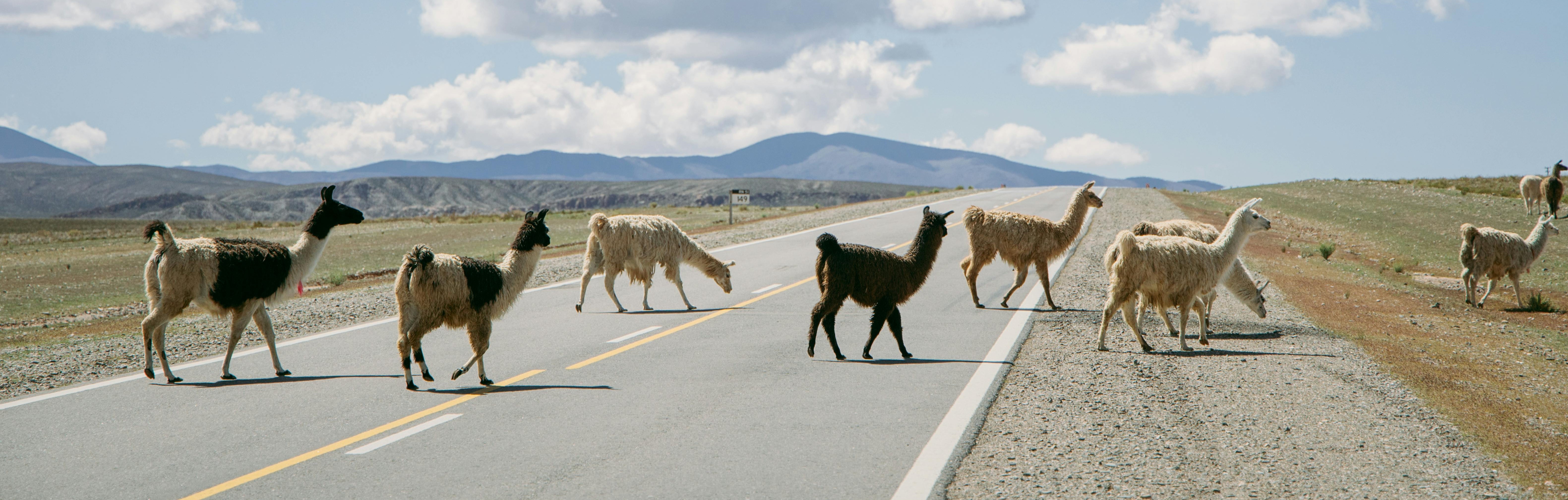 lamas